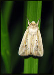 Noctuidae, Noctuinae, Hadenini - Mythimna compta (agg.) 10-31

6500