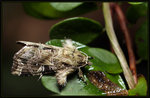 Noctuidae, Eriopinae - Callopistria flavitincta ?
6508