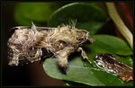 Noctuidae, Eriopinae - Callopistria flavitincta ?
6518