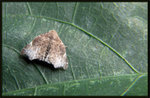 Noctuidae, Catocalinae - Goniocraspedon mistura

6601
