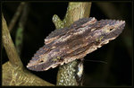 Noctuidae, Catocalinae - Anisoneura aluco

6780