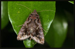 Noctuidae, Plusiinae - Chrysodeixis eriosoma
7464
