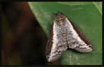 Noctuidae, Stictopterinae - Lophoptera squammigera
7494