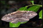 Noctuidae, Catocalinae - Anisoneura aluco

7532