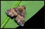 Noctuidae, Eutelliinae - Targalla sp. nr. duplicilinea

8677