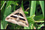Noctuidae, Catocalinae - Grammodes geometrica

9323