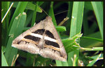 Noctuidae, Catocalinae - Grammodes geometrica

9323
