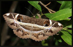 Noctuidae, Erebinae - Erebus ephesperis 魔目夜蛾

9335