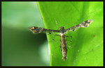 Pterophoridae, Pterophorinae, Platyptiliini - Nippoptilia vitis
0354