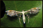 8039 Pterophoridae - Diacrotricha fasciola