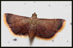 Hypsopygia postflava (Hampson, 1893) 
4635