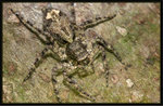 馬來弗蛛 Phaeacius malayensis
0312
