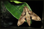 Sphingidae, Macroglossinae - Eupanacra mydon
0063