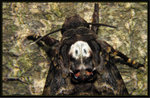 Sphingidae, Sphinginae - Acherontia lachesis 鬼臉天蛾

8245