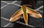 天蛾科 Sphingidae, Macroglossinae - Theretra nessus

8741