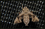 Sphingidae; Macroglossinae - Neogurelca hyas 7271