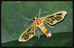 Erebidae, Arctiinae, Syntomini - Syntomoides imaon

Tsiu Hang 2011-3-13
5012