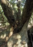 銀葉樹的板根如一尊尊藝術雕刻放於林中.
2598