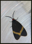 玉帶斑蛾 / 白帶黑斑蛾 Pidorus atratus (Butler, 1877)

1162