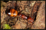 尼科巴弓背蟻 Camponotus nicobarensis 蟻后
4517