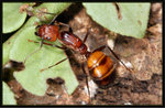 尼科巴弓背蟻 Camponotus nicobarensis 蟻后

4525