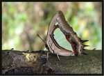 窄斑鳳尾蛺蝶(雌性)
3408