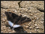 雄性尖翅翠蛺蝶8322 攝於香港公園