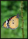 金斑蝶
1512