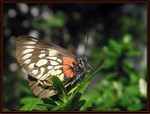 紅腋斑粉蝶 9581