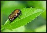 雙斑短突金龜 Glycyphana nicobarica 
3160