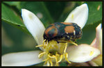斑青花金龜 Gametis bealiae
5287