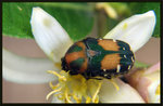 斑青花金龜 Gametis bealiae
5289
