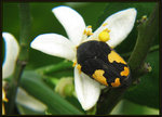 灰斑擬黑花金龜 Clinteria aeneofusca
5434