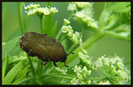 雙斑短突金龜 Glycyphana nicobarica
5650