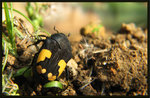 灰斑擬黑花金龜 Clinteria aeneofusca
5895
