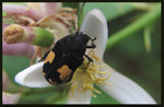 黃斑絨花金龜 Clinteria ducalis
6968