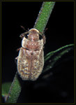 中華喙麗金龜 Adoretus sinicus
9380