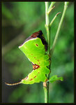 Larva of Puss Moth
6016