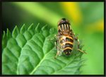 棕腿斑眼食蚜蠅 Hover Fly
1520