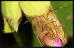 刺角透翅盲蝽 Hyalopeplus spinosus
1230