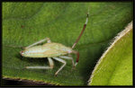 刺角透翅盲蝽 Hyalopeplus spinosus
1288