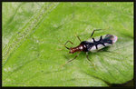 琉球愛蕨盲椿 Felisacus okinawanus
1676