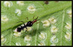 琉球愛蕨盲椿 Felisacus okinawanus
1709