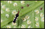 琉球愛蕨盲椿 Felisacus okinawanus
1710