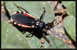黑光獵椿 Ectrychotes andreae
2111