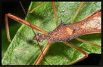 霜斑嗯獵蝽 Eudochus albamaculatus
2967