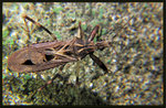 毛眼普獵蝽 Oncocephalus pudicus
3175