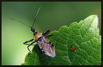 ???? Biasticus flavus (Distant) 1903    4334