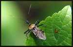 ???? Biasticus flavus (Distant) 1903   4335