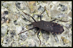 寬黑緣蝽 Hygia lata
7439